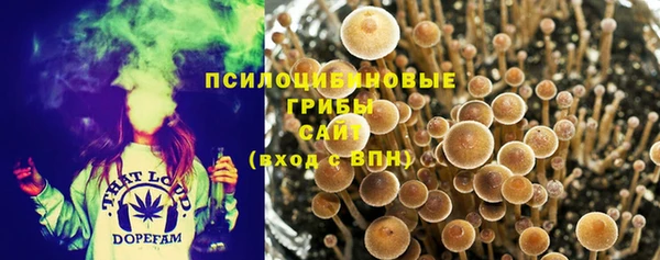 сатива Беломорск
